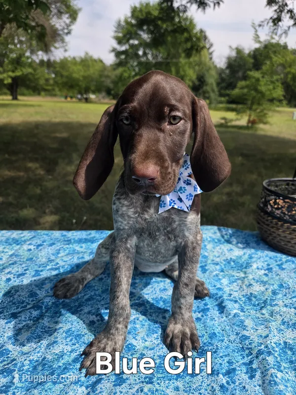 Lyra Light Blue Girl – German Shorthaired Pointer puppy for sale in Forest Lake, MN