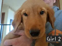 Elsa, a female Golden Retriever for sale in Forest Lake, MN – Photo 2 of 2