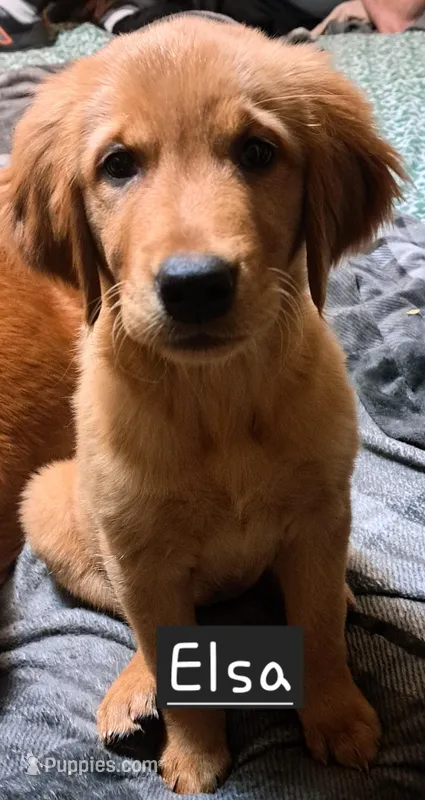 Elsa, a female Golden Retriever for sale in Forest Lake, MN – Photo 1 of 2