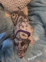 Galaxy Purple Girl , a female Great Dane for sale in Forest Lake, MN – 2 of 3