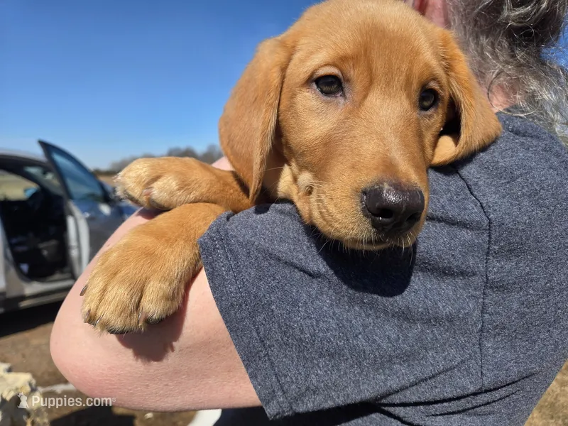 Goldador male – Goldador puppy for sale in Forest Lake, MN