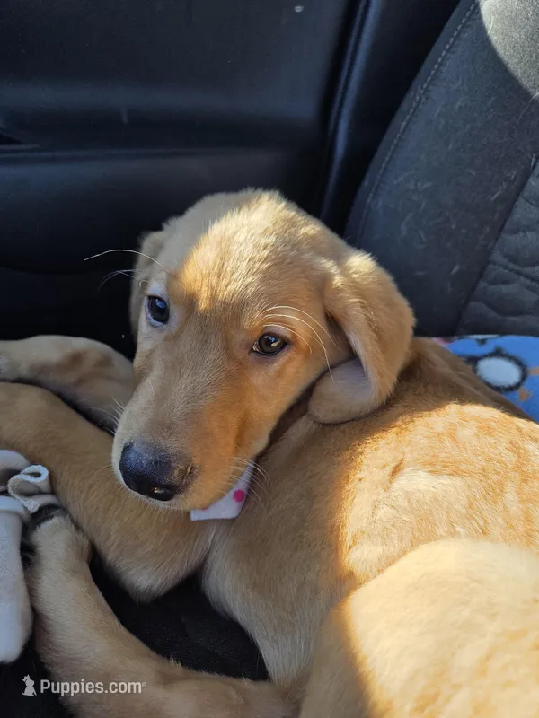 Goldador male – Goldador puppy for sale in Forest Lake, MN