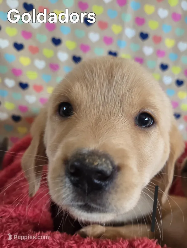 Goldador male