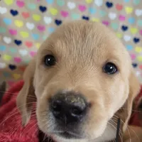 Goldador male, a male Goldador for sale in Forest Lake, MN – Photo 3 of 3