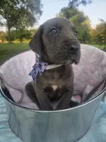Galaxy Green Girl, a female Great Dane for sale in Forest Lake, MN – 2 of 6