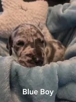 Galaxy Blue Boy, a male Great Dane for sale in Forest Lake, MN – 1 of 1