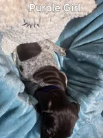 Lyra Purple Girl , a female German Shorthaired Pointer for sale in Forest Lake, MN – 4 of 4