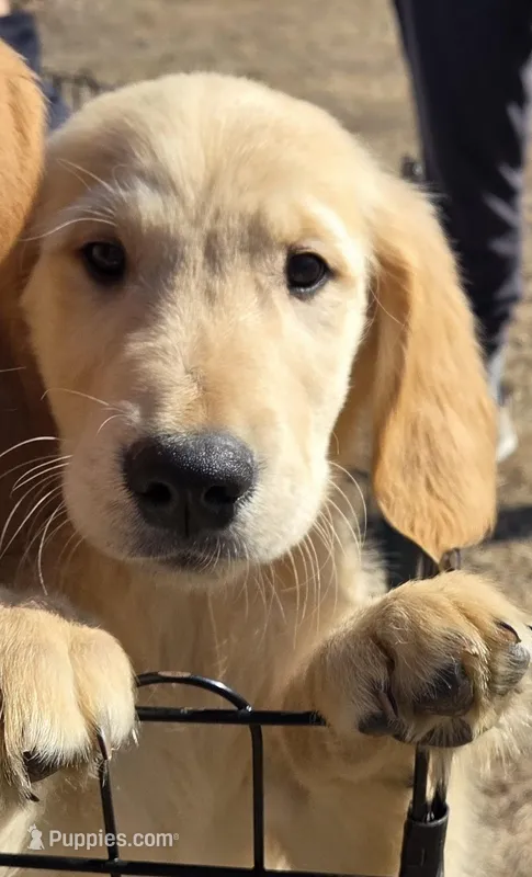 Aurora Male – Golden Retriever puppy for sale in Forest Lake, MN