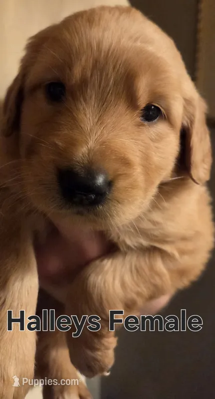 Halley Female  – Golden Retriever puppy for sale in Forest Lake, MN