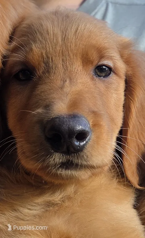 Autumns female – Golden Retriever puppy for sale in Forest Lake, MN