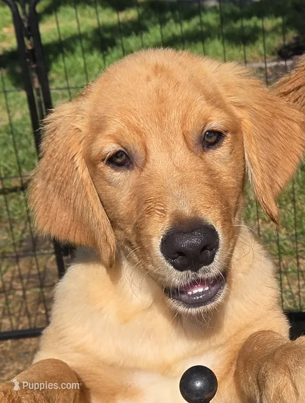Ellas Male – Golden Retriever puppy for sale in Forest Lake, MN