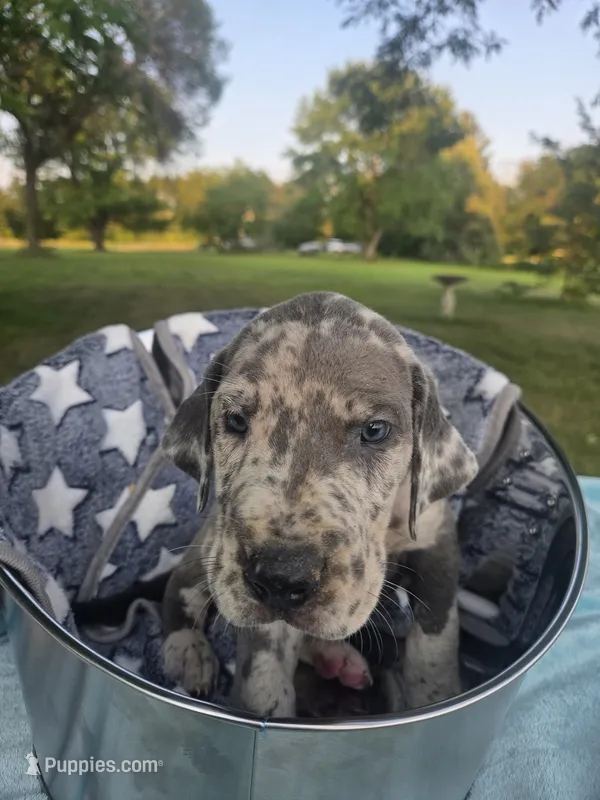 Galaxy Brown Boy – Great Dane puppy for sale in Forest Lake, MN