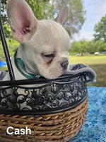 Cash, a male French Bulldog for sale in Forest Lake, MN – 4 of 6