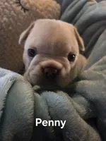 Penny, a female French Bulldog for sale in Forest Lake, MN – 3 of 3