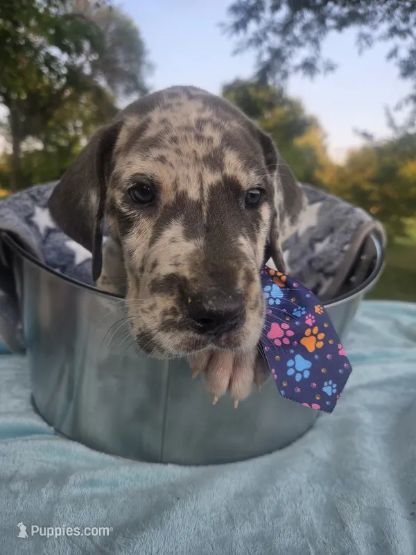 Galaxy Blue Boy – Great Dane puppy for sale in Forest Lake, MN