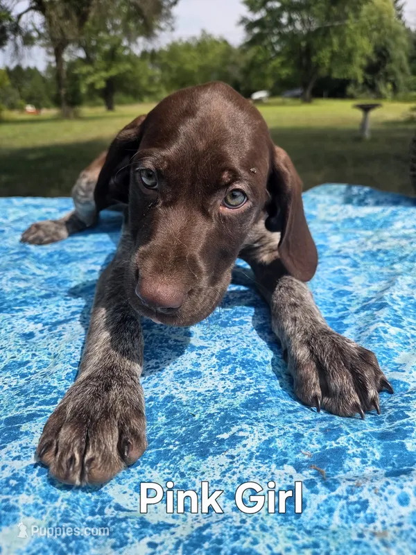 Lyra Pink Female – German Shorthaired Pointer puppy for sale in Forest Lake, MN