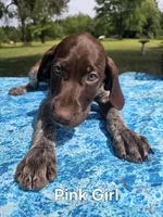 Lyra Pink Female, a female German Shorthaired Pointer for sale in Forest Lake, MN – 1 of 6