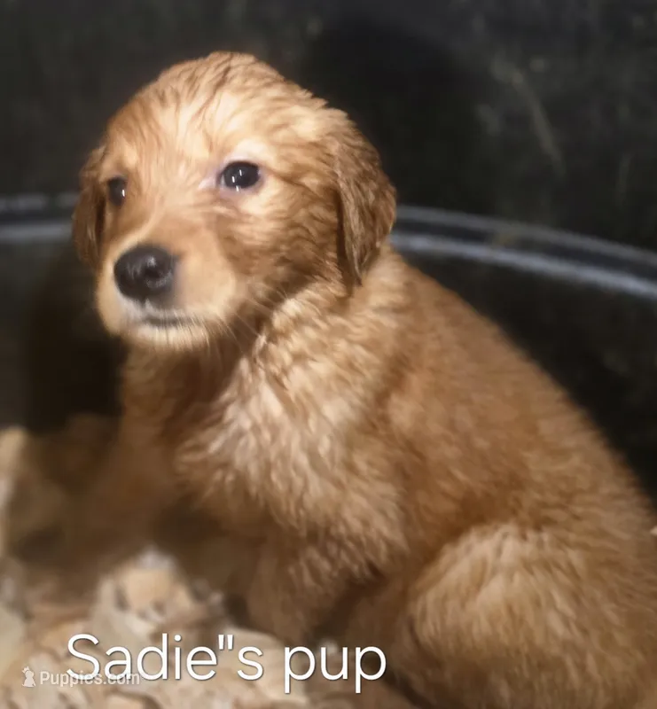Sadie 2nd pick male – Golden Retriever puppy for sale in Forest Lake, MN