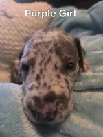 Galaxy Purple Girl , a female Great Dane for sale in Forest Lake, MN – 3 of 3