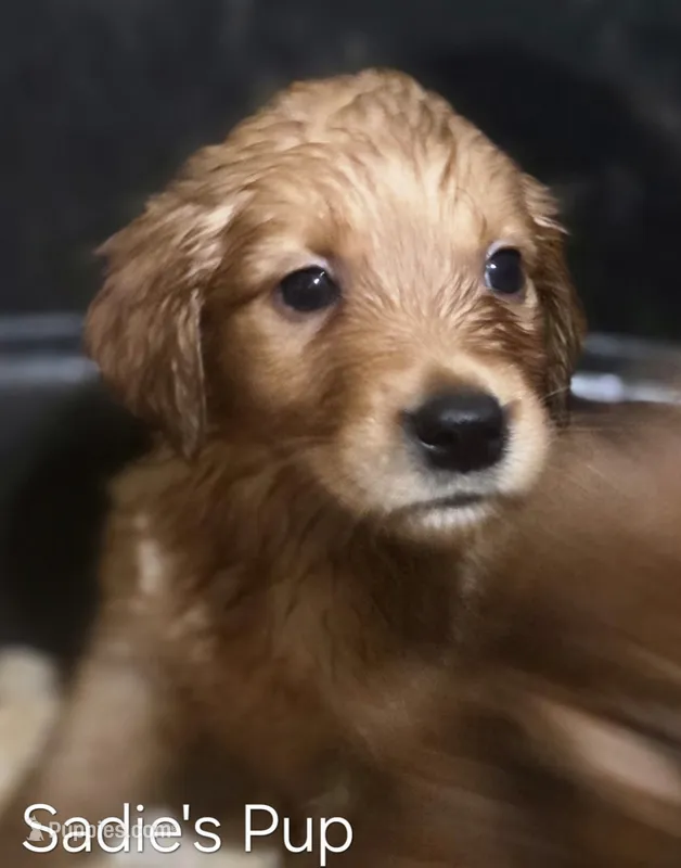 Sadie 2nd pick female – Golden Retriever puppy for sale in Forest Lake, MN