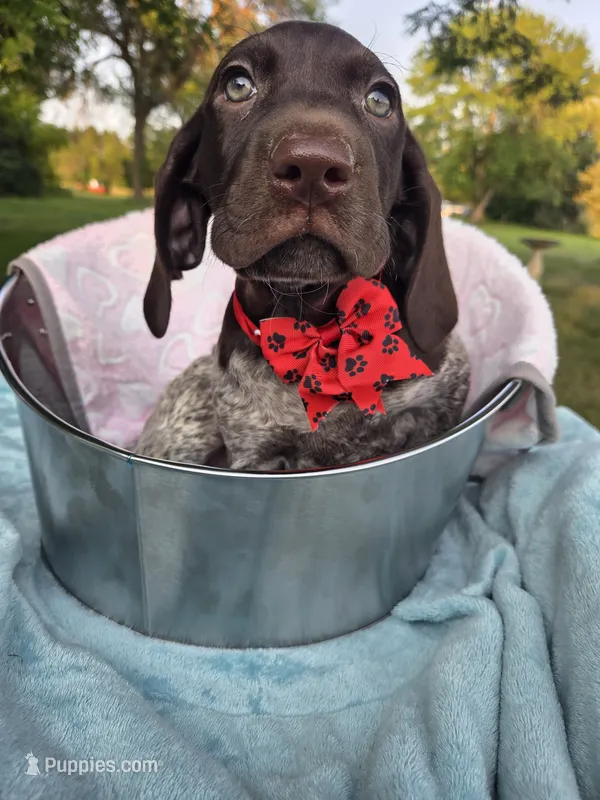 Lyra Red Girl – German Shorthaired Pointer puppy for sale in Forest Lake, MN