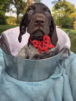 Lyra Red Girl, a female German Shorthaired Pointer for sale in Forest Lake, MN – 1 of 4