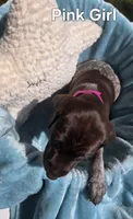 Lyra Pink Female , a female German Shorthaired Pointer for sale in Forest Lake, MN – 3 of 4