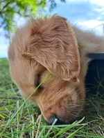 Sadies Male, a male Golden Retriever for sale in Forest Lake, MN – Photo 2 of 3