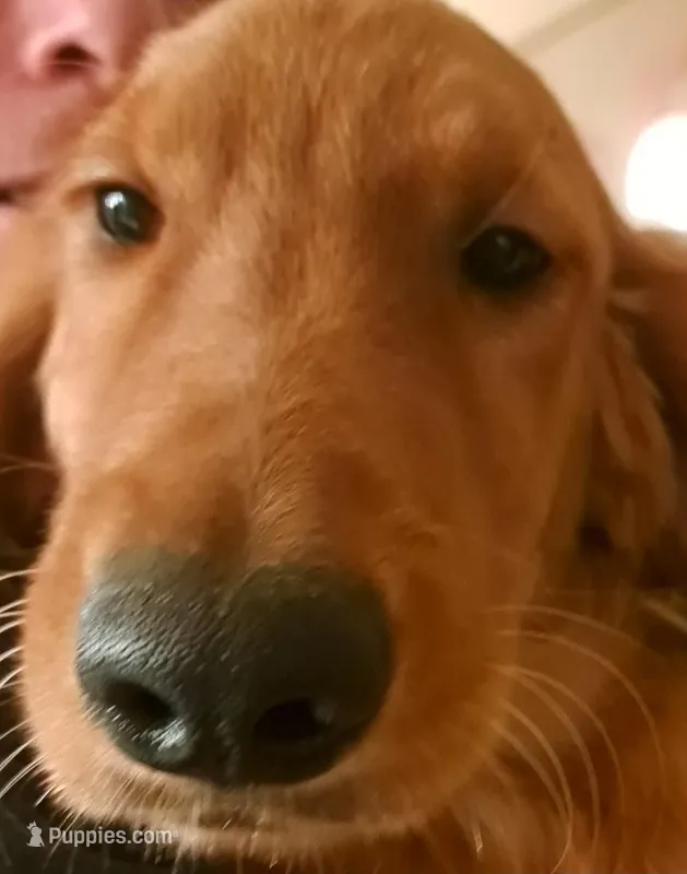 Sadies Male, a male Golden Retriever for sale in Forest Lake, MN – Photo 1 of 3