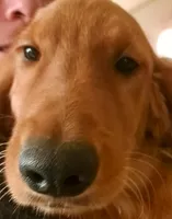 Sadies Male, a male Golden Retriever for sale in Forest Lake, MN – Photo 1 of 3