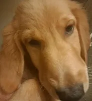 Sadies Male, a male Golden Retriever for sale in Forest Lake, MN – Photo 3 of 3