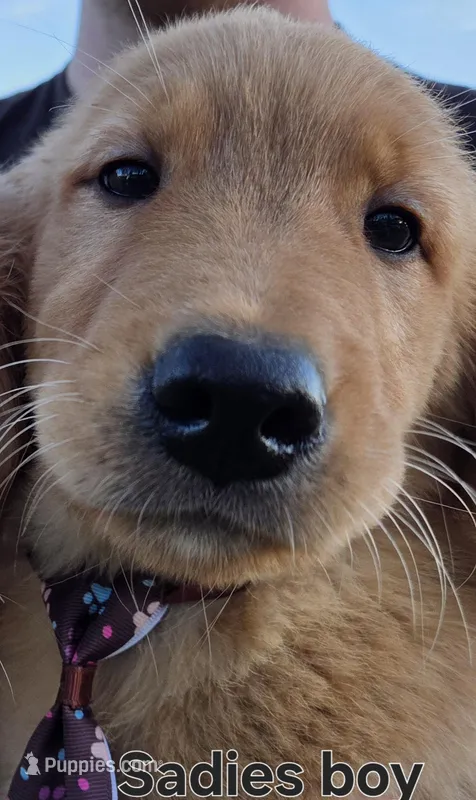 Sadies Little boy, a male Golden Retriever for sale in Forest Lake, MN – Photo 1 of 1