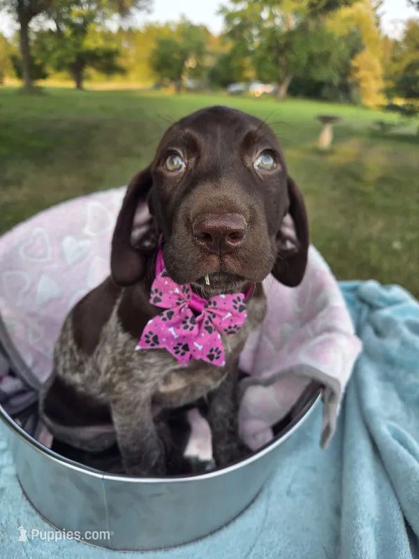 Lyra Pink Female – German Shorthaired Pointer puppy for sale in Forest Lake, MN