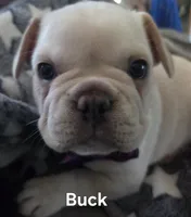 Buck, a male French Bulldog for sale in Forest Lake, MN – 1 of 1