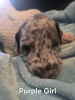 Galaxy Purple Girl , a female Great Dane for sale in Forest Lake, MN – 1 of 3
