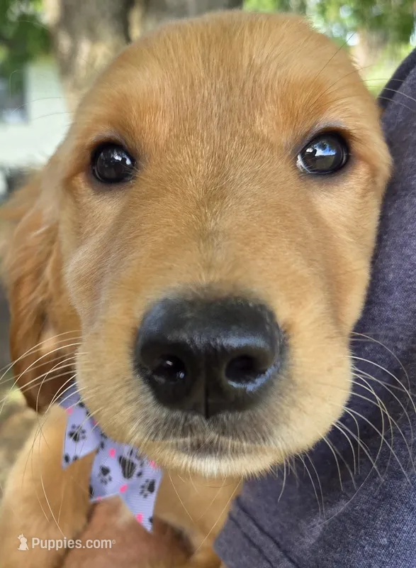 Halley Female – Golden Retriever puppy for sale in Forest Lake, MN