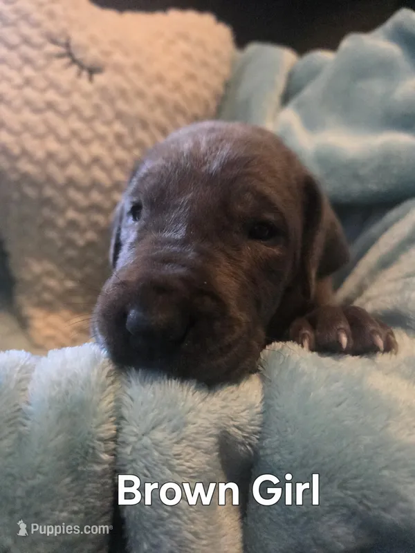 Galaxy Brown Girl  – Great Dane puppy for sale in Forest Lake, MN