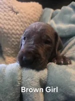 Galaxy Brown Girl , a female Great Dane for sale in Forest Lake, MN – 1 of 2