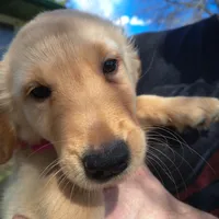 Auroras female, a female Golden Retriever for sale in Forest Lake, MN – Photo 1 of 3