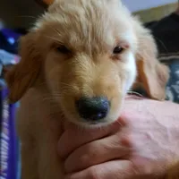 Auroras female, a female Golden Retriever for sale in Forest Lake, MN – Photo 3 of 3