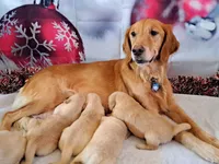 Auroras female, a female Golden Retriever for sale in Forest Lake, MN – Photo 2 of 3