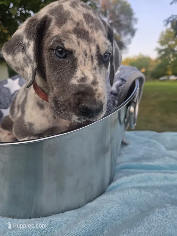 Galaxy Black Collar Boy – Great Dane puppy for sale in Forest Lake, MN