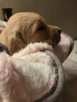 Aurora's 3rd pick female , a female Golden Retriever for sale in Forest Lake, MN – 3 of 3