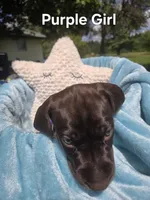 Lyra Purple Girl , a female German Shorthaired Pointer for sale in Forest Lake, MN – 2 of 4