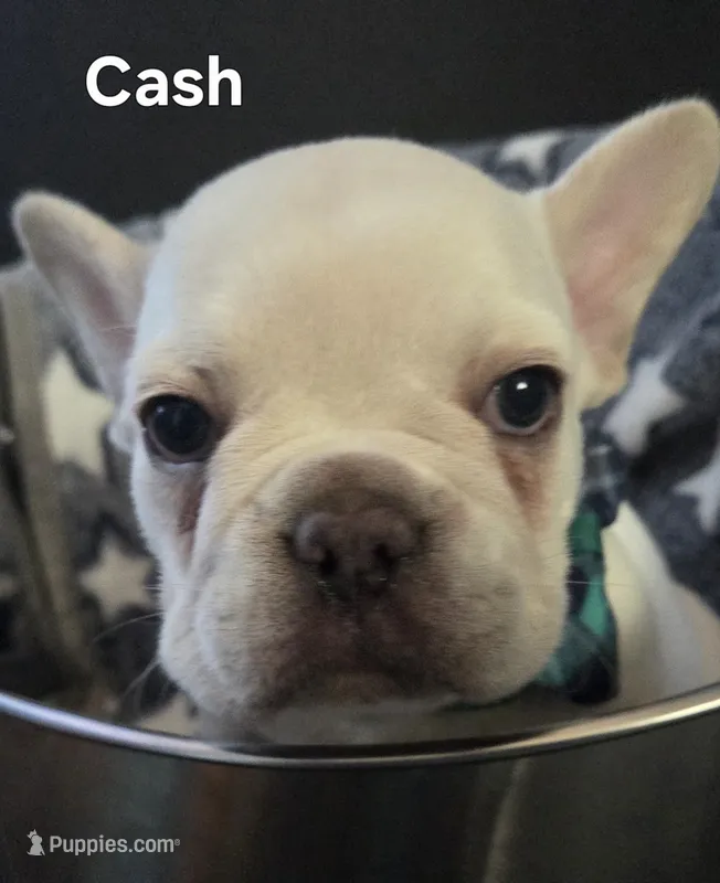 Cash – French Bulldog puppy for sale in Forest Lake, MN