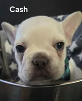 Cash, a male French Bulldog for sale in Forest Lake, MN – 1 of 6