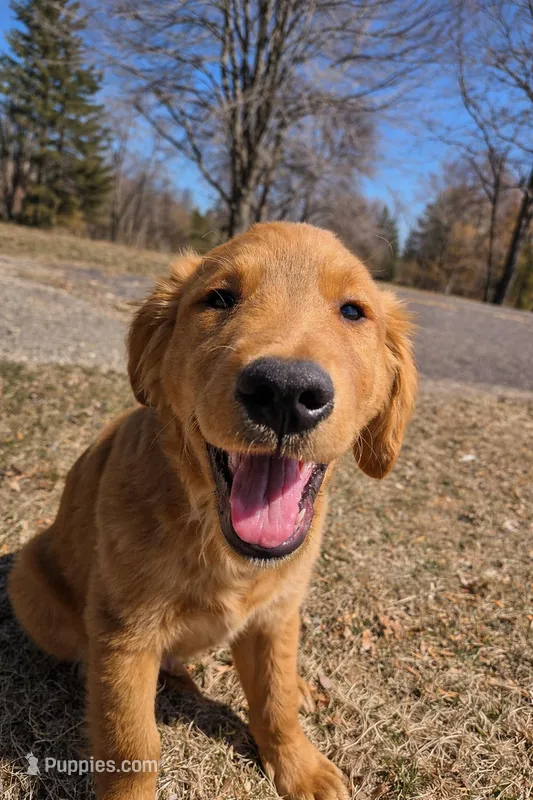 Bubbs – Golden Retriever puppy for sale in Forest Lake, MN