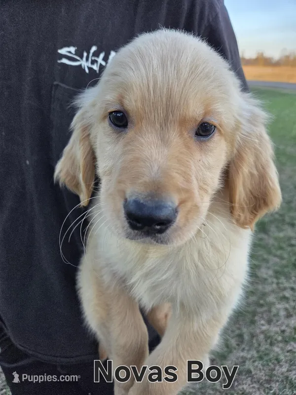 Novas Male – Golden Retriever puppy for sale in Forest Lake, MN