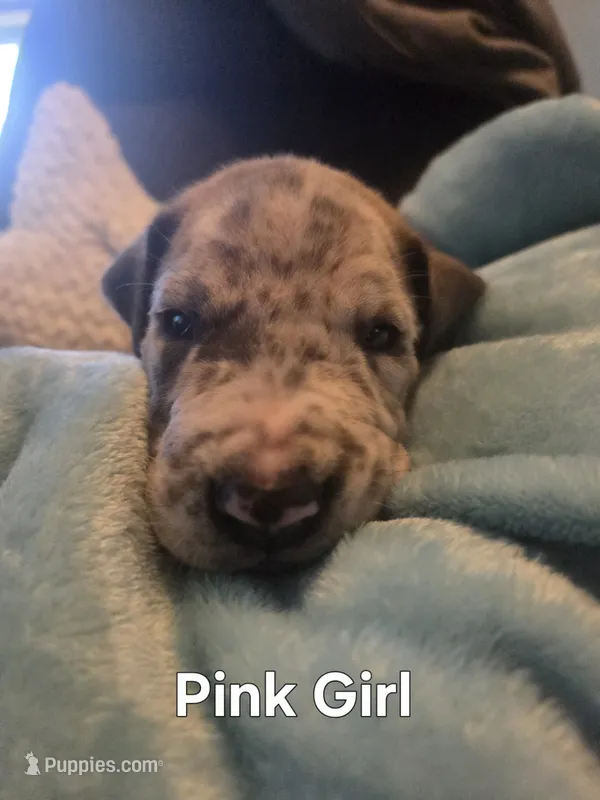 Galaxy Pink Girl – Great Dane puppy for sale in Forest Lake, MN