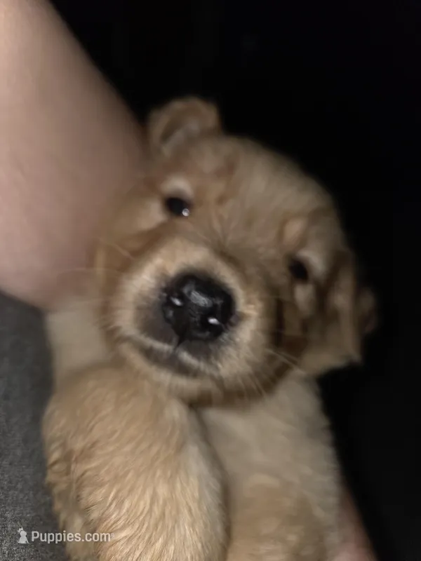 Sadie Female  – Golden Retriever puppy for sale in Forest Lake, MN